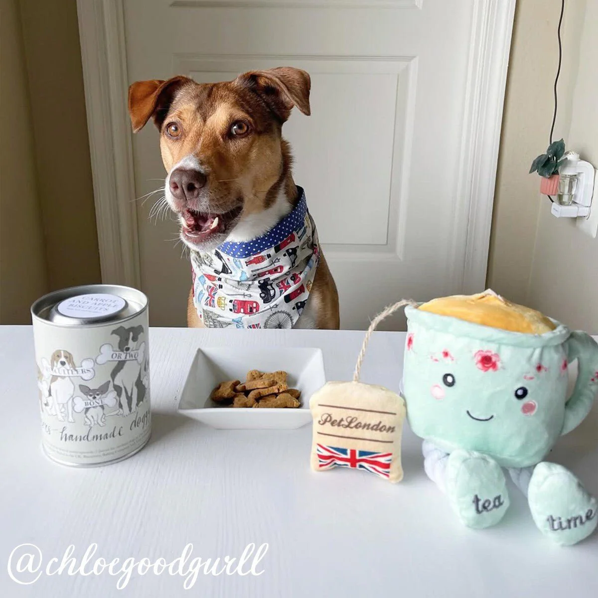 Biscuiteers Doggy Treats Gift Set - Image 6